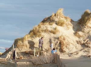 Fixation des dunes