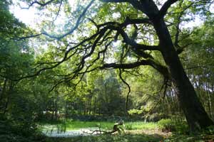 Bois des agneux