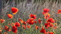 Coquelicots de mémoire