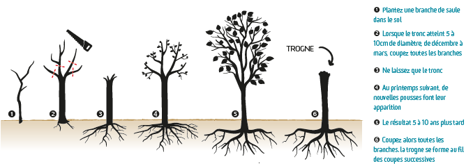 Infographie tetards