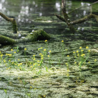 Bois des Agneux