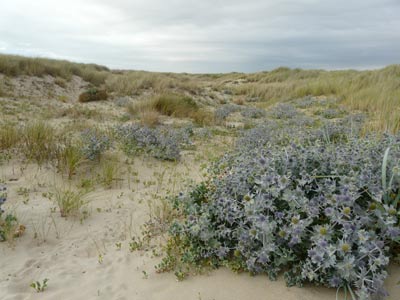 Pyasage baie de somme