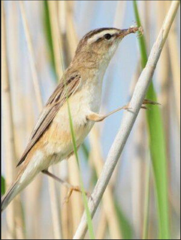 A la découverte des oiseaux chanteurs des roselières