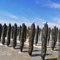 BALADE GUIDEE A la découverte des moules de Bouchots