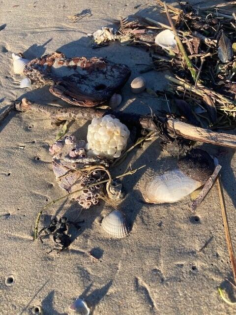 BALADE GUIDEE Les secrets de la laisse de mer