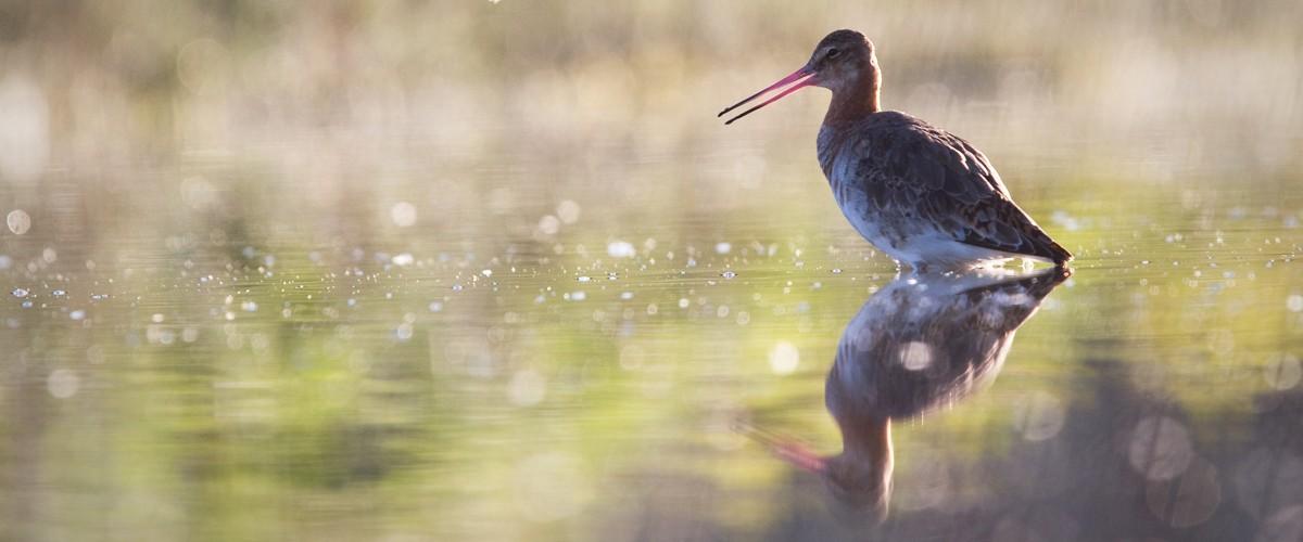 Septembre Le Mois Des Oiseaux