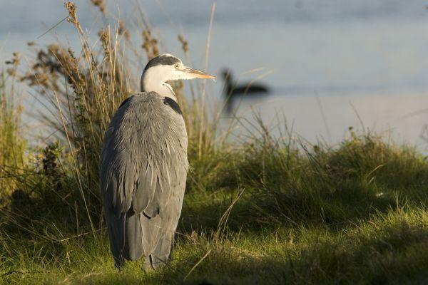 Certains échassiers comme le héron séjournent au Parc du Marquenterre
