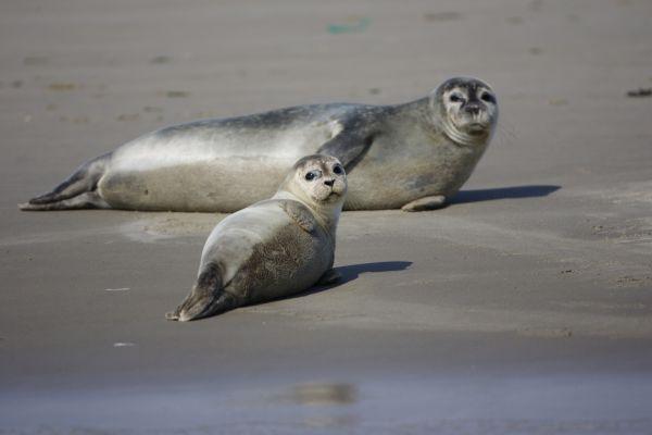 Les phoques de la Baie de Somme 