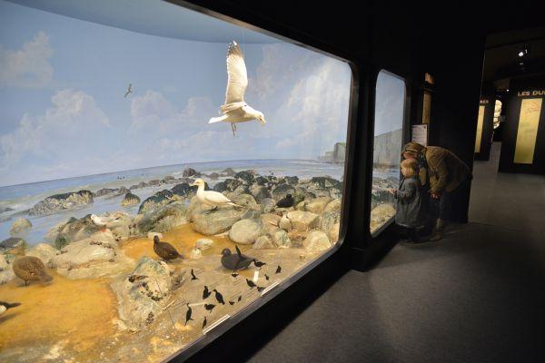 le Musée - les dioramas
