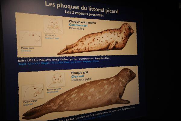 La salle pédagogique sur les phoques