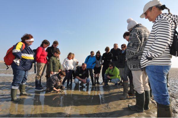 Les sorties guidées en Baie
