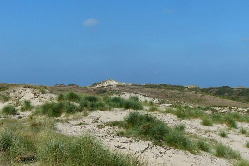 Pelouse dunaire en restauration : après travaux (2016) , développement d'une strate herbacée typique des dunes blanches et semi-fixées