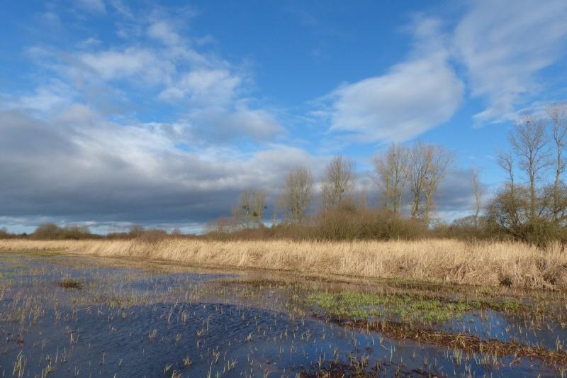 Sortie au Marais du Pendé à Villers-sur-Authie Thierry Rigaux