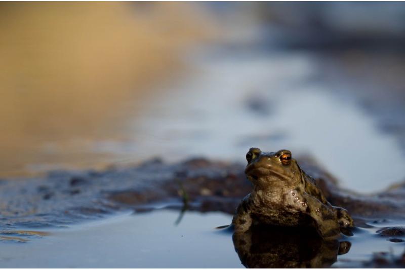 Sortie sur les amphibiens à Rue
