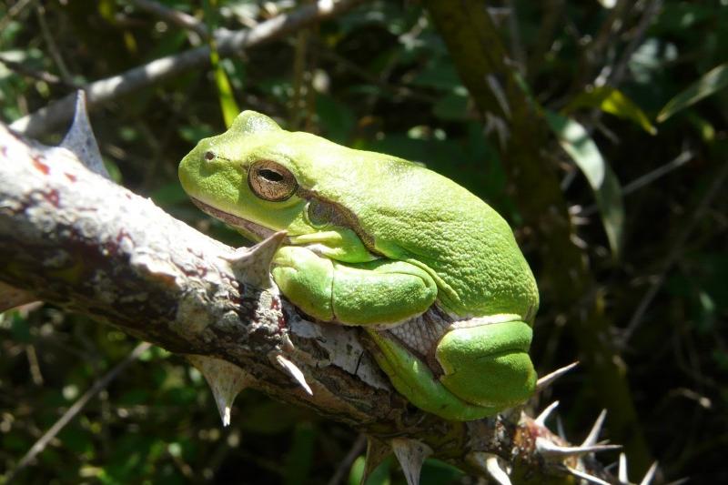 Rainette verte