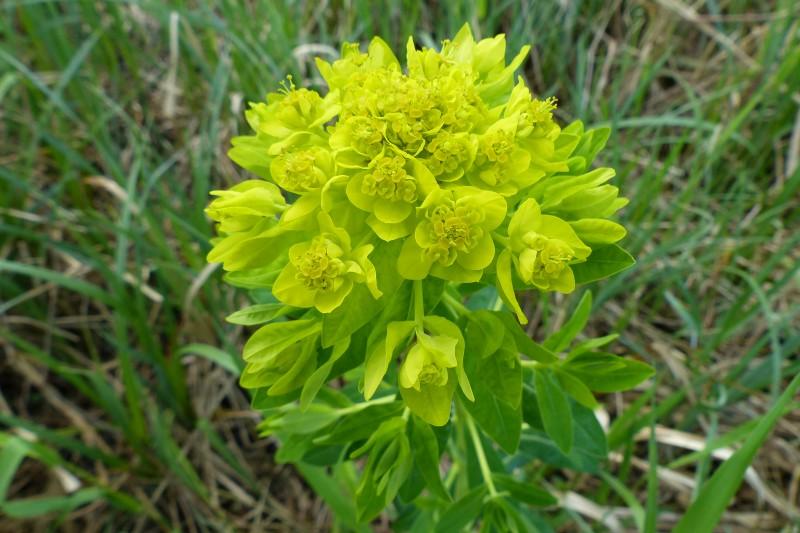 Euphorbia palustris