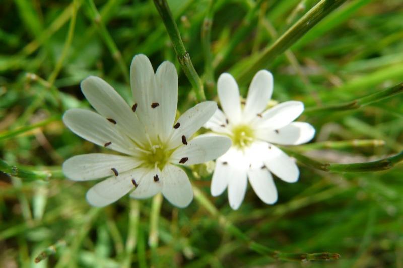 Stellaire des marais