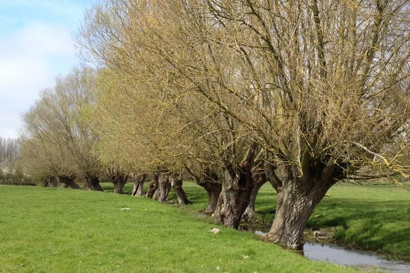 Haie de Saules Têtard Bocage du Marquenterre