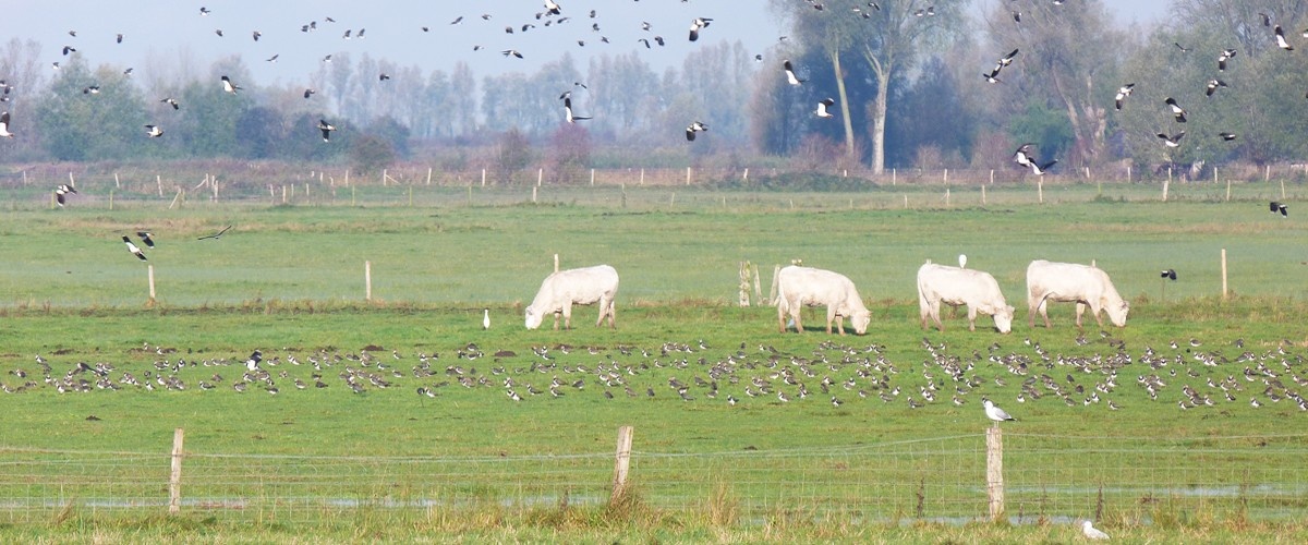 Programme de Maintien de l'Agriculture en Zones Humides
