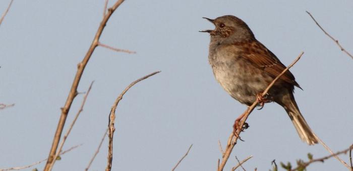 Au petit matin, le chant des oiseaux des Jardins
