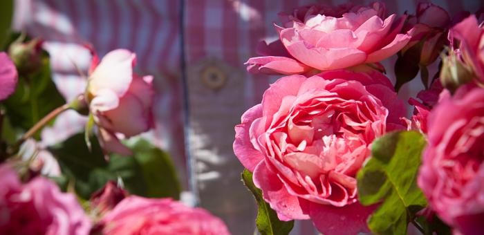 Histoire de roses