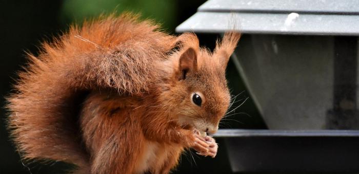 Accueillir un écureuil dans son jardin