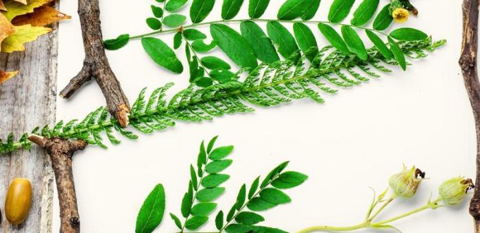 Créer son herbier de feuilles d'automne