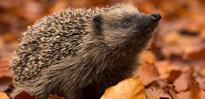 Préparer l'accueil d'un hérisson dans son jardin 
