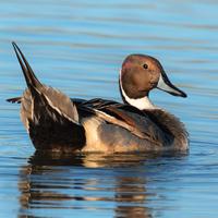 DÉCOUVREZ LA RÉSERVE ORNITHOLOGIQUE BAIE DE SOMME GRAND-LAVIERS