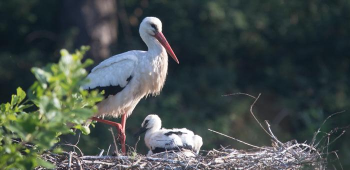 Découverte des oiseaux du Printemps
