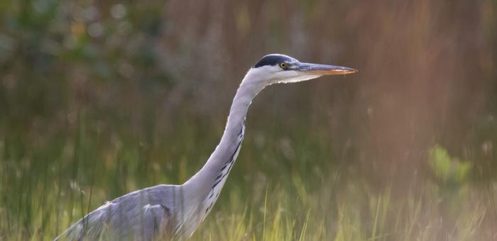 Le Parc au lever du jour