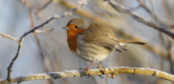 Rencontre à la palissade des mangeoires