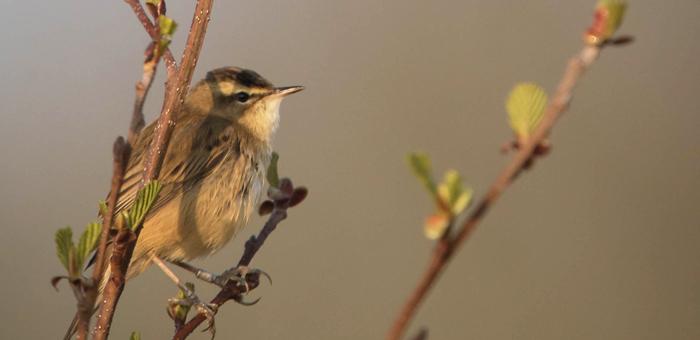 Visite Privilège aux Jardins 